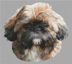 Sable Lhasa Apso Puppy (image for) Sable Lhasa Apso Puppy